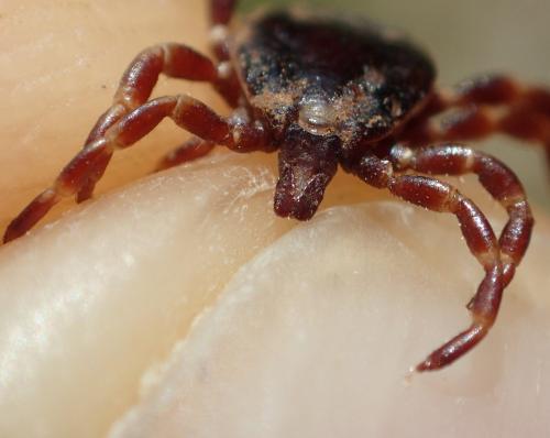 Hyalomma marginatum