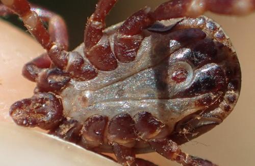 Hyalomma marginatum