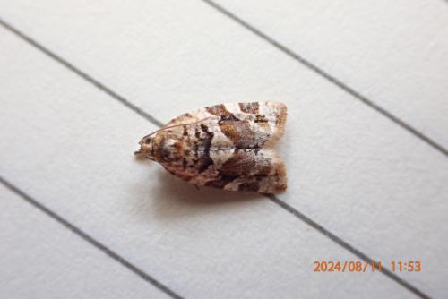 Réf. 350 475 : Argyrotaenia ljungiana