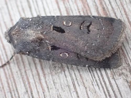 Réf. 350 401 : Agrotis trux