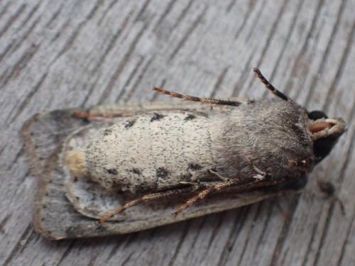 Réf. 350 402 : Agrotis trux
