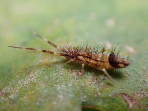 Orchesella flavescens