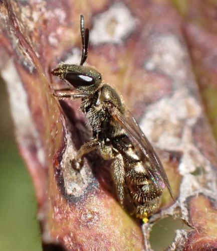 Réf. 350 002 : Lasioglossum sp.