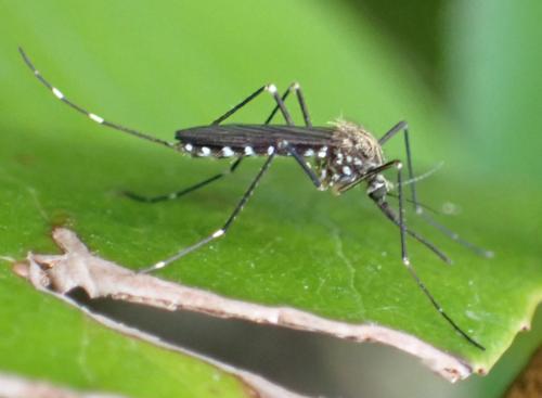 Réf. 350 133 : Aedes japonicus