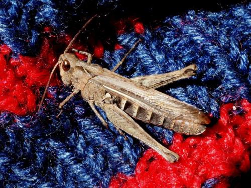 Réf. 350 186 : Chorthippus sp.