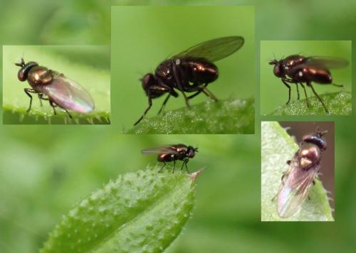 Psilopa sp.