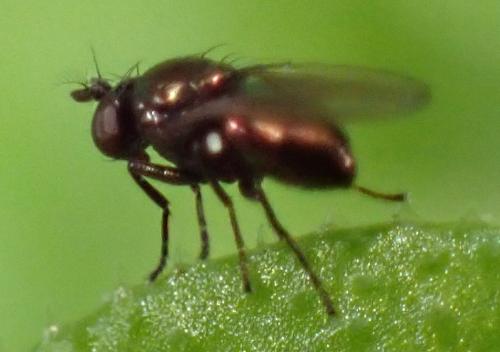 Psilopa sp.