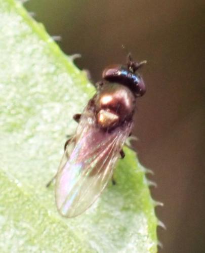 Psilopa sp.