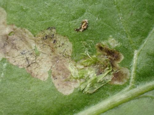 Phytomyza marginella