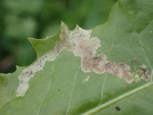 Phytomyza marginella