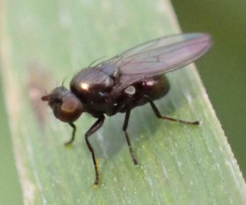 Psilopa polita