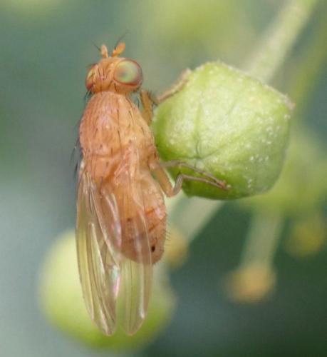 Réf. 350 436 : Sapromyzosoma laevatrispina