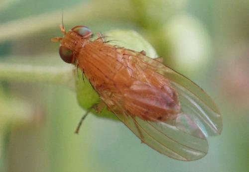 Réf. 350 437 : Sapromyzosoma laevatrispina