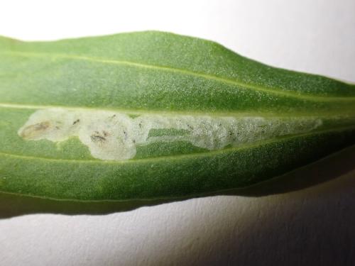 Amauromyza flavifrons