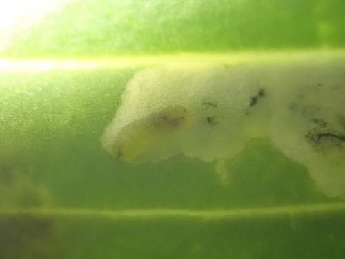 Amauromyza flavifrons