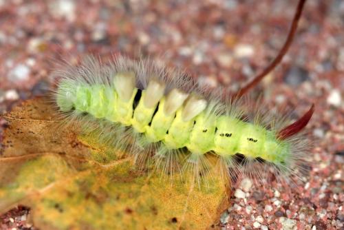 Réf. 350 618 : Calliteara pudibunda