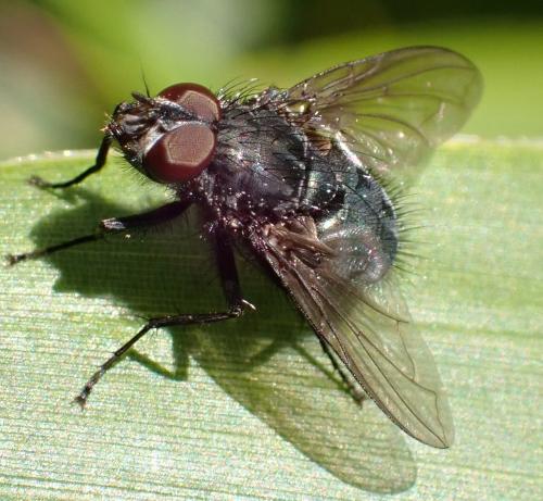 Bellardia sp.