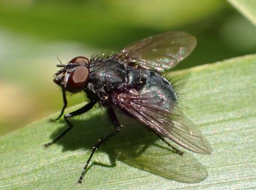 Bellardia sp.