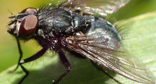 Bellardia sp.