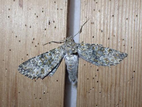 Réf. 350 888 : Polymixis flavicincta