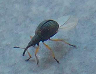 Protapion fulvipes