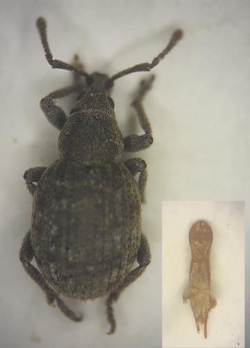 Pseudoperitelus senex