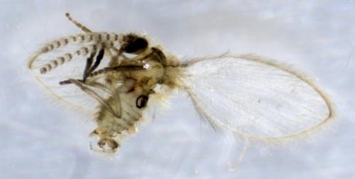 Réf. 350 883 : Psychoda trinodulosa