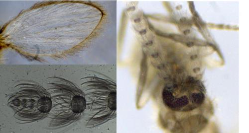 Psychoda trinodulosa