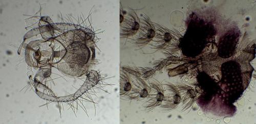 Psychoda trinodulosa