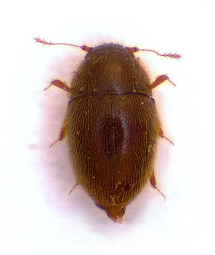 Réf. 350 875 : Nossidium pilosellum