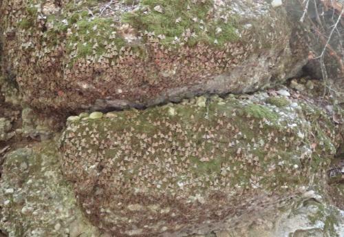Réf. 350 238 : Euplagia quadripunctaria
