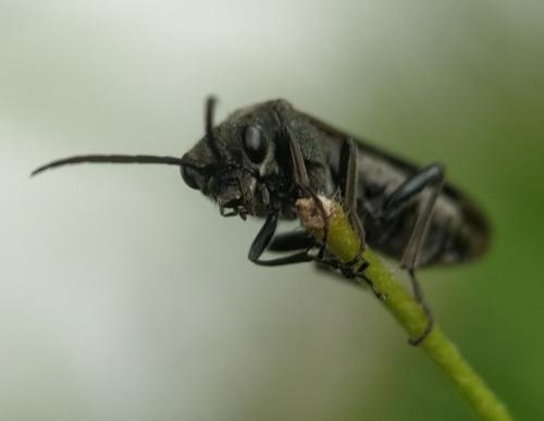 Réf. 350 734 : Dolerus sp.