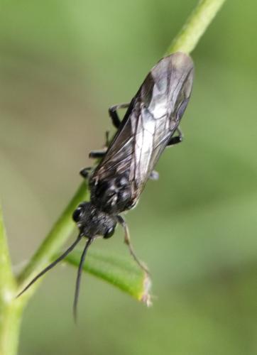 Réf. 350 735 : Dolerus sp.