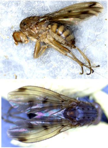 Réf. 350 256 : Suillia variegata