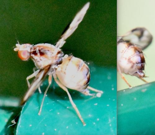 Toxoneura muliebris