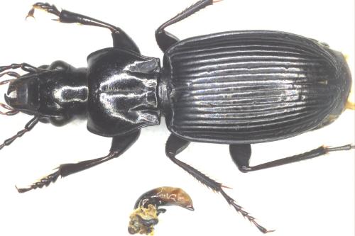 Pterostichus cristatus