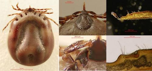 Ixodes frontalis