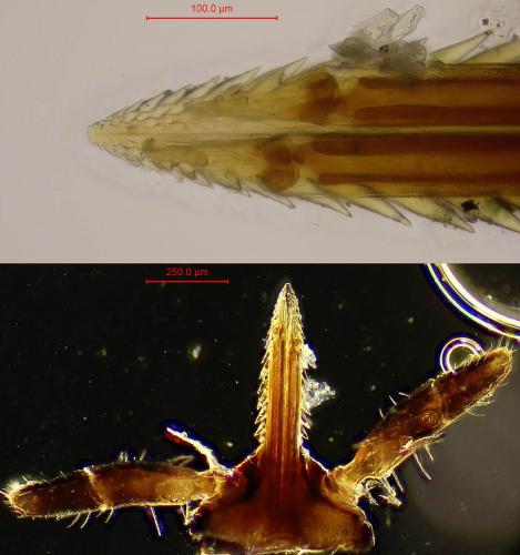 Ixodes frontalis