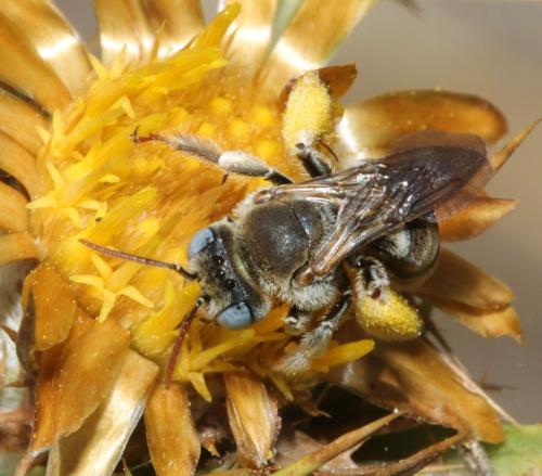 Tarsalia ancyliformis mediterranea