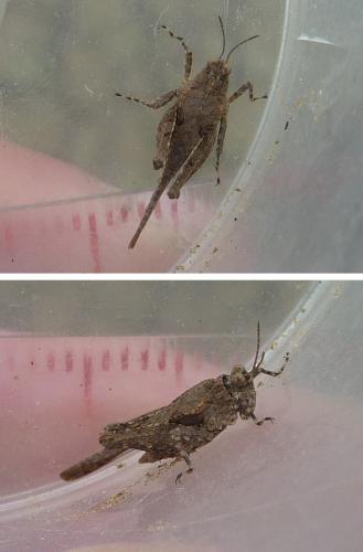 Paratettix meridionalis