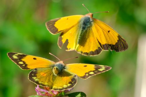 Réf. 350 556 : Colias croceus