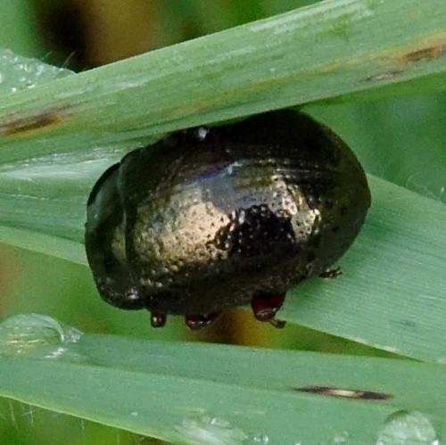Réf. 350 223 : Chrysolina bankii