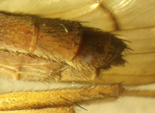 Tetanocera arrogans