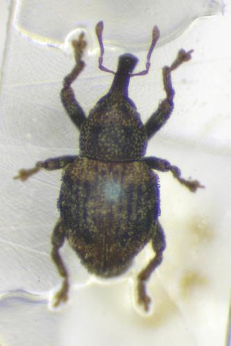 Réf. 350 526 : Cryptorhynchinae inconnu