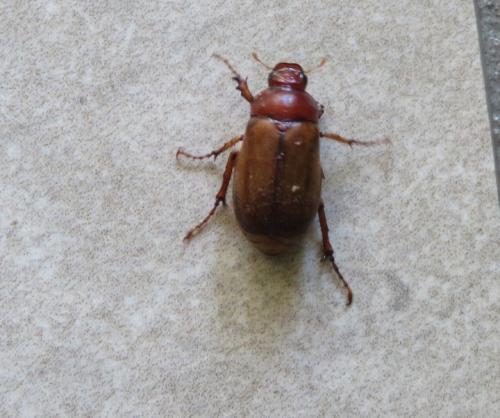 Melolonthinae