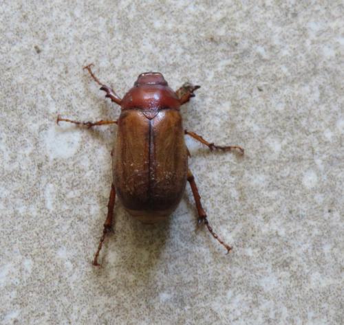 Melolonthinae