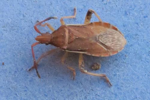 Ceraleptus lividus
