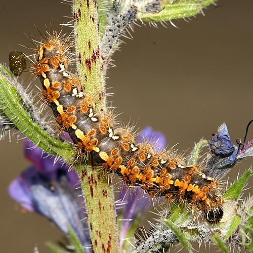 Réf. 350 190 : Euplagia quadripunctaria