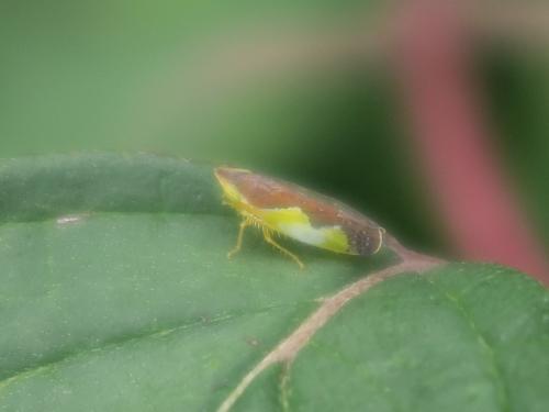 Réf. 350 077 : Platymetopius sp.