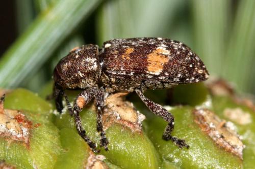 Réf. 350 438 : Pissodes validirostris